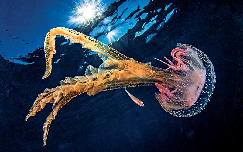 Jellyfish with pink head and orange tentacles floats through the ocean