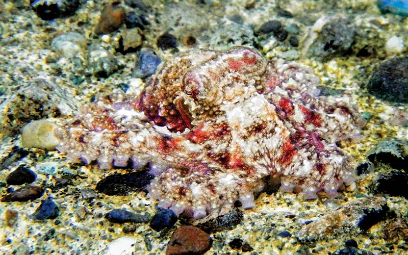 Juvenile giant Pacific octopus.