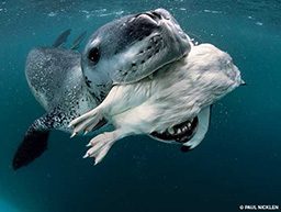 Leopard seal catches a penguin in its mouth and looks very happy
