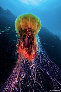 A colorful lion's mane jellyfish