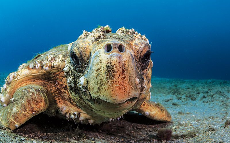 Loggerhead turtle looks woefully at camera