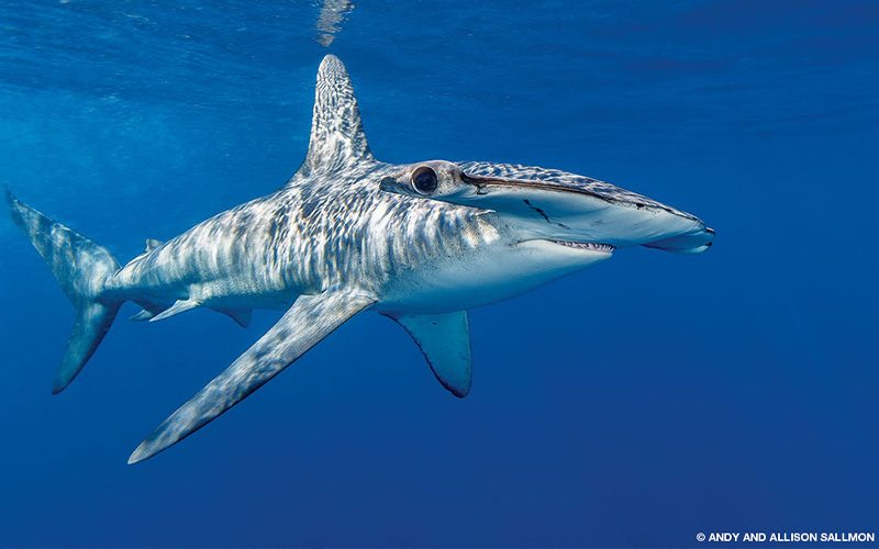 Magnificent hammerhead shark says hello to photographer