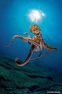 Majestic lumpy brown octopus floats in the ocean