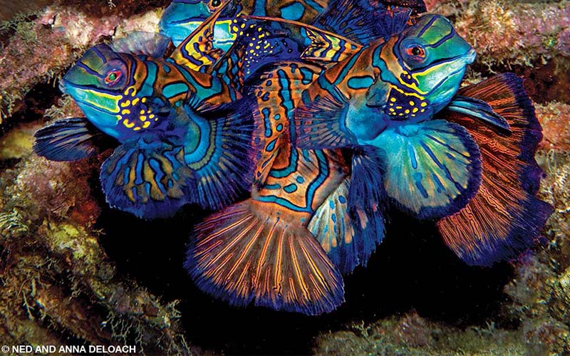A group of blue and colorful male mandarinfish hang out by corals