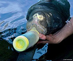Manatee with lesions gets care from a bottle