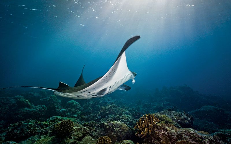 Manta ray gracefully swims over corals