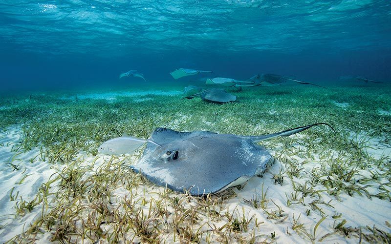 Manta ray prowls the bottom of the water