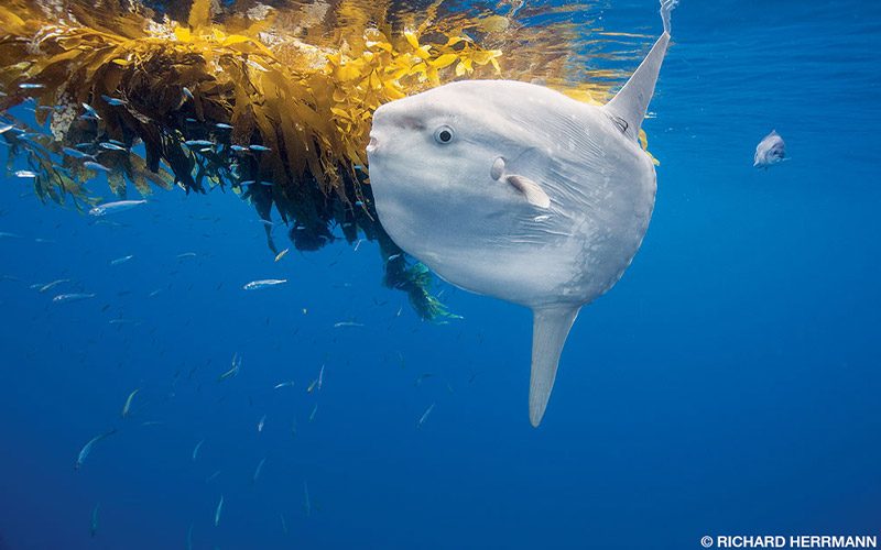 Mola Mola swims near kelp