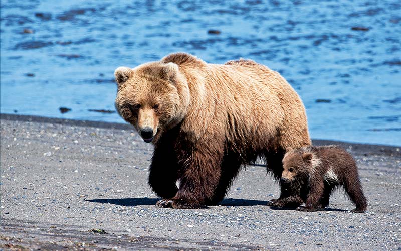 Momma bear and baby bear walk on the beach