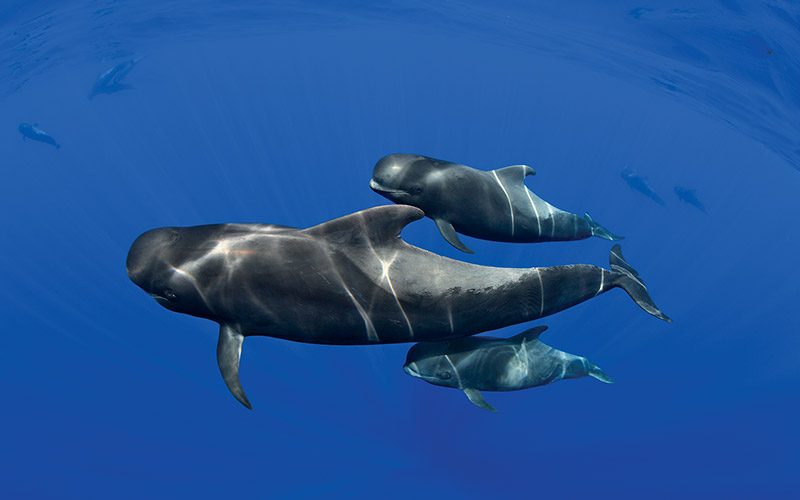 Momma pilot whale and two babies