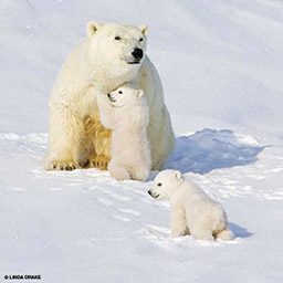 Momma polar bear with two baby cubs. One polar bear cub is giving momma a big bear hug 