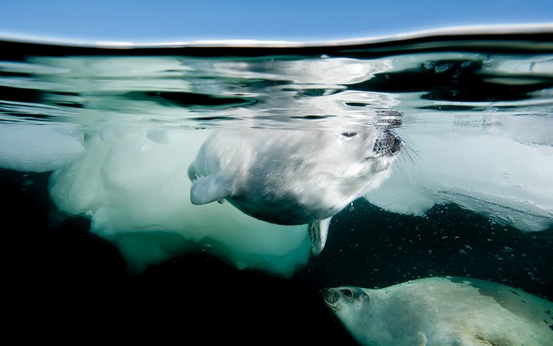 As baby swims, momma harp seal keeps an eye out
