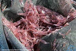 Net of pink krill
