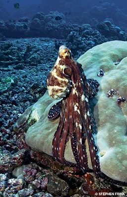 Octopus poses vertically on a coral