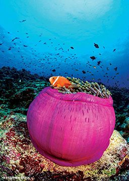 Orange clownfish pops out of pink anemone