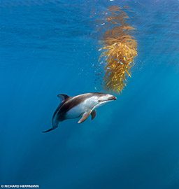Pacific white-sided dolphin with drifting kelp