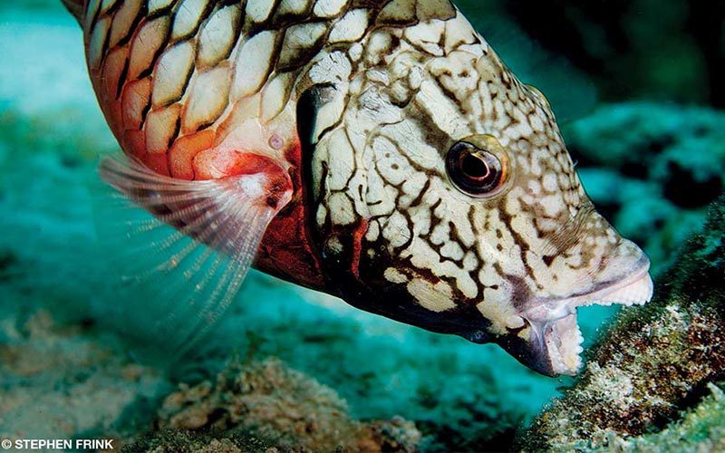 Parrotfish uses beak to eat and scrape algae off coral