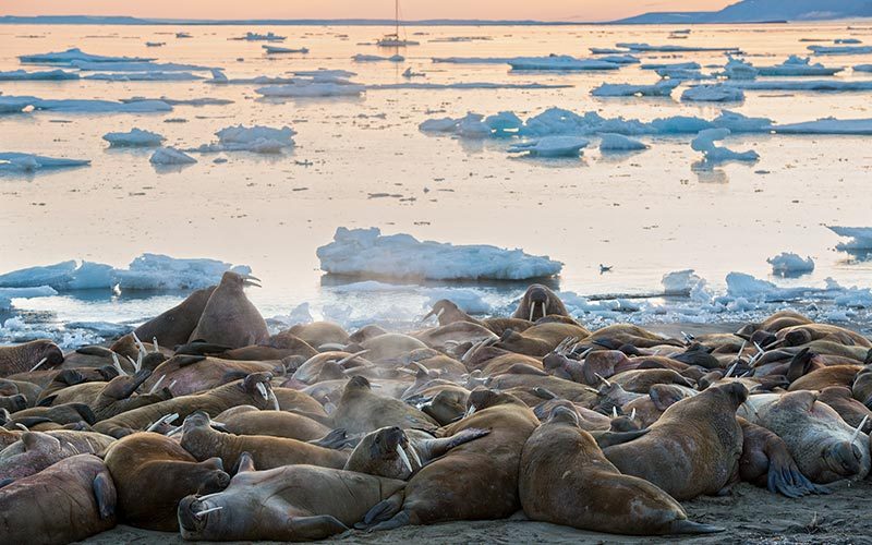 On the shore, a large group of walruses cuddle