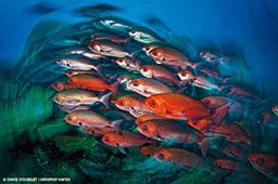A school of red pinjalo snapper