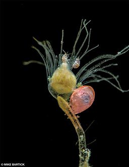 A pink ladybug (isopod) takes center stage under the canopy of a hydroid.