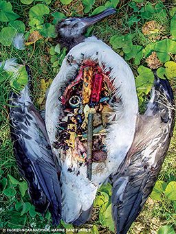 A dead bird has its insides open to reveal a stomach full of plastics