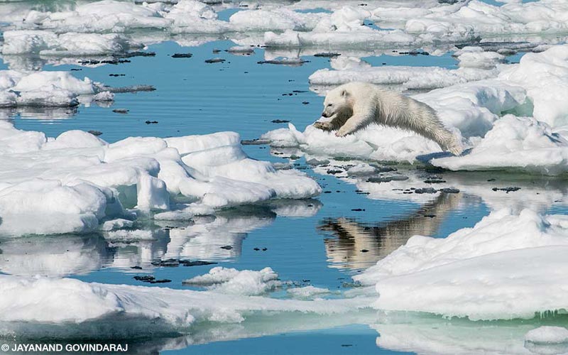 Polar bear cub jumps ice sheets