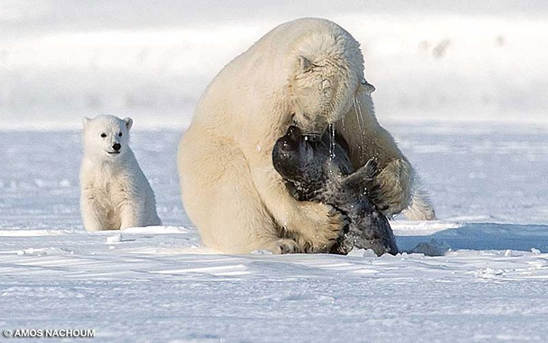 A polar bear attacks a seal pup while a tiny polar bear club is in the background