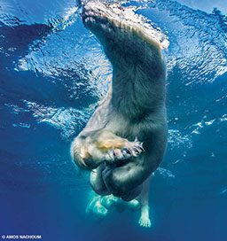 A polar bear swims through water