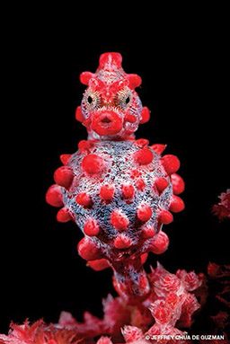 Pregnant Pygmy Seahorse is plump and has red lumps