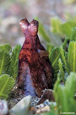 A purple octopus pokes its head out of green grass