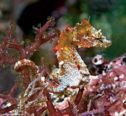 A tiny seahorse looks spotted and lumpy