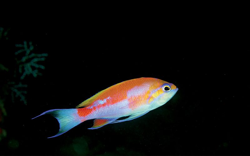 Rainbow fish in dark waters