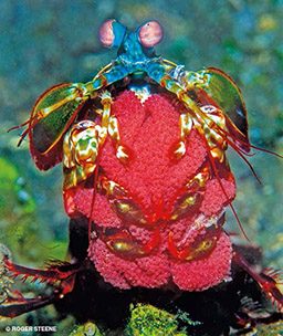A rainbow mantis shrimp holds its eggs