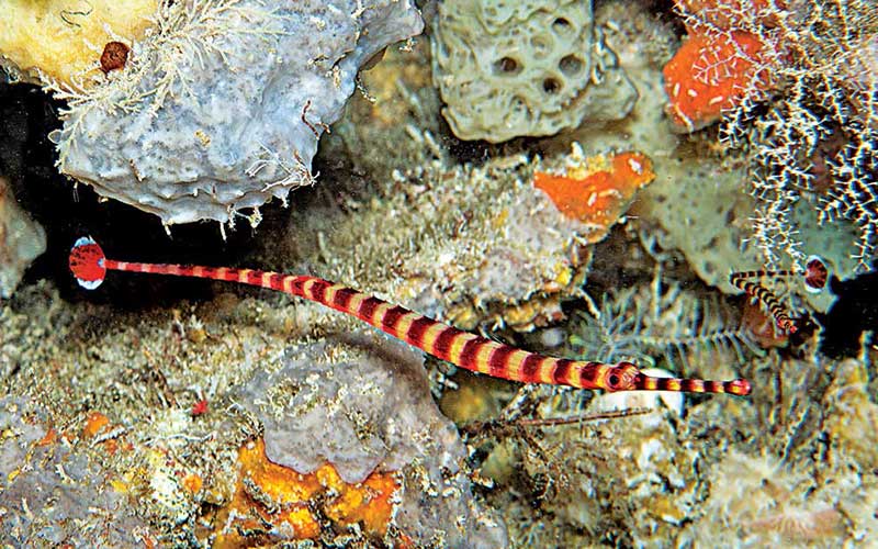 Red-and-yellow pipefish