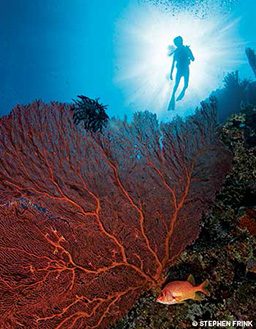 Red fish swims near red coral