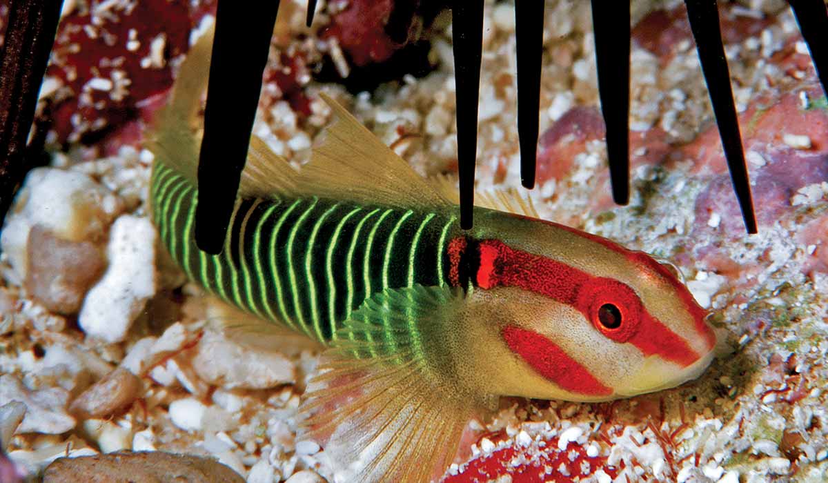 A redcheek goby has a black-and-green striped body, with a red-striped head