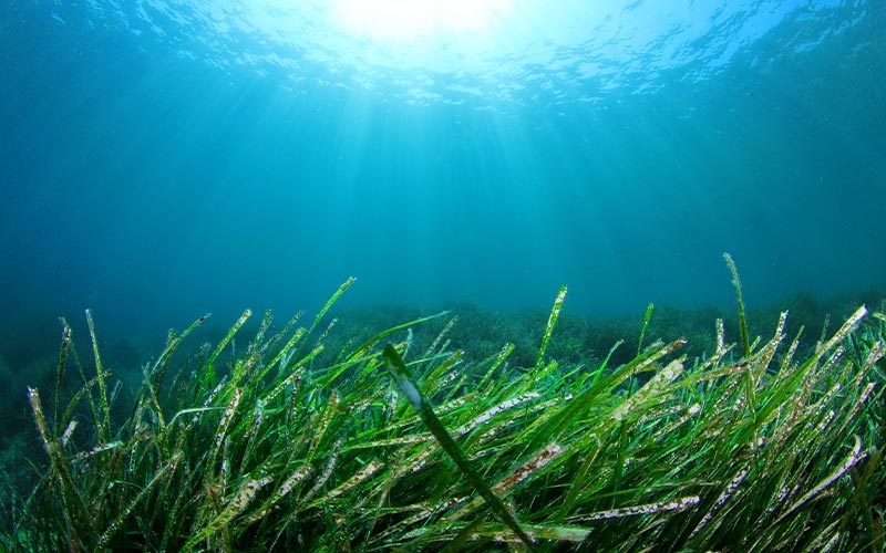 Green Reeds flow in blue ocean waters