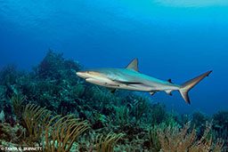Reef shark swims above BVI reef