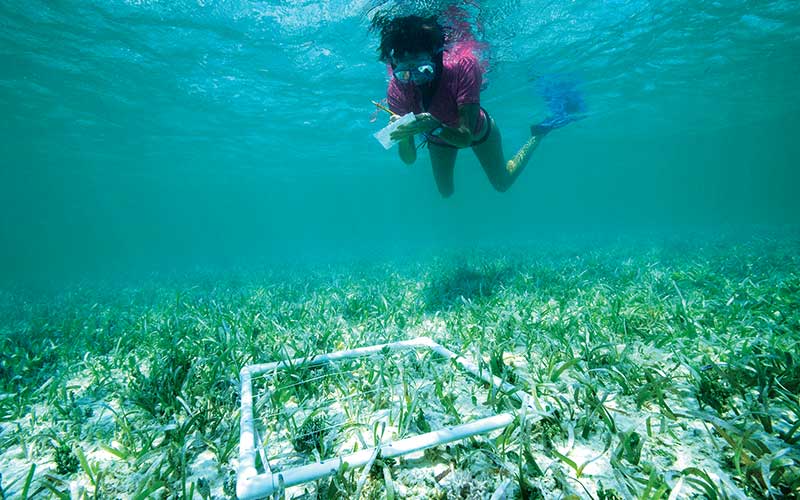 Researcher swims over seagrass to document it