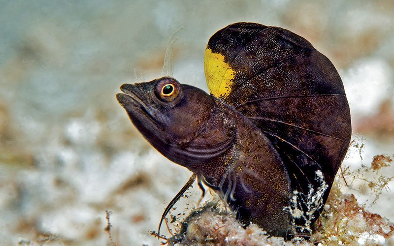 A brown ribbon blenny has a sail-like thing and is kind of bug-eyed