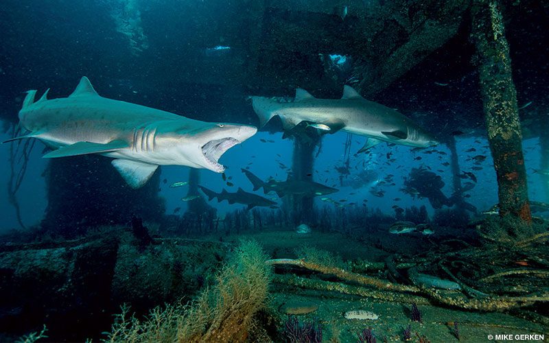 A happy sand tiger in the foreground, poses with its mouth open