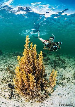 Sargassum on the ocean floor. A bikini-clad snorkeler floats nearby