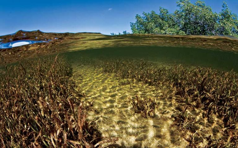 Mangroves & Seagrass - Divers Alert Network