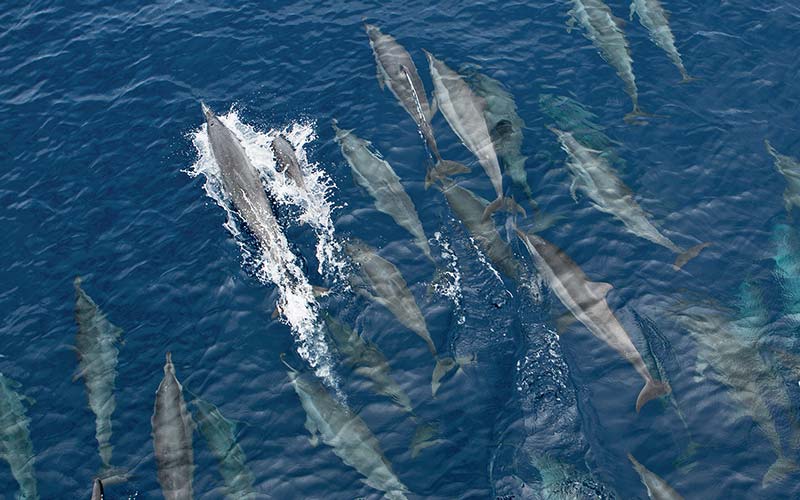 Aerial view of a school of dolphins playing and swimming