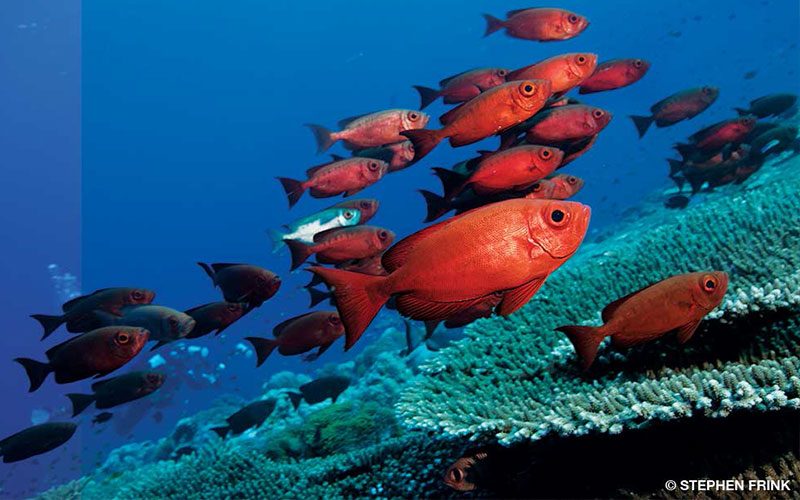 School of red fish