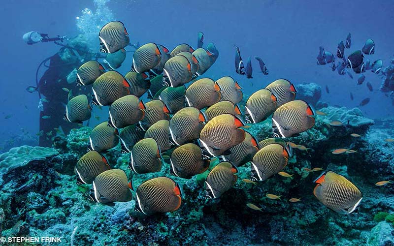 School of redtail butterfly fish