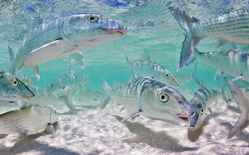 Schooling bonefish are silver in color and have big lips