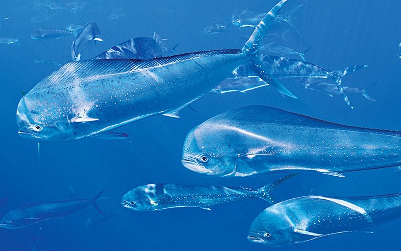 Schooling dolphinfish are shiny silver and blue
