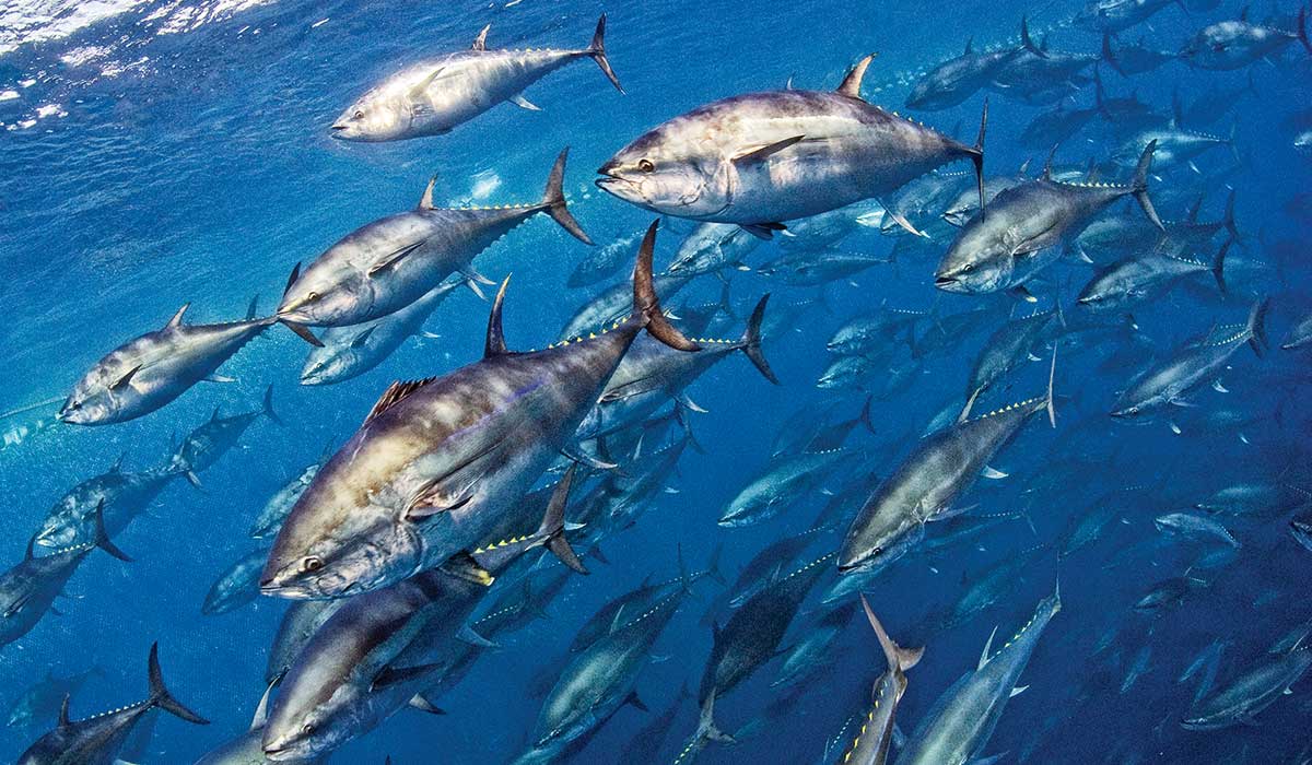 Giant group of schooling, fierce-looking tuna