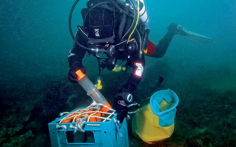 Scientific diver does research under water